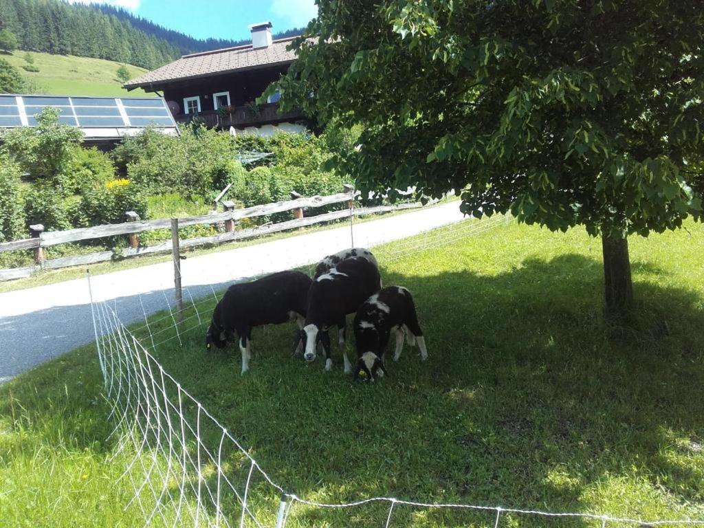 Neudegghof Apartman Eben Im Pongau Kültér fotó